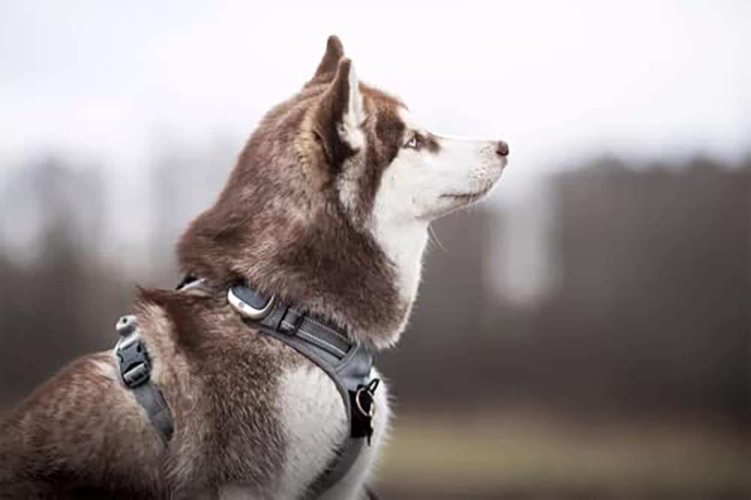 Adjustable No-Pull Dog Harness Reflective Pup Vest Harnesses Comfortable Control Brilliant Colors Truelove Tlh5651(Gray,L) | Front Clip, No-Choke, Soft Padded, Control Handle, anti Escape, Dog Car Harness, Walking and Training, Escape Proof, TLH5651