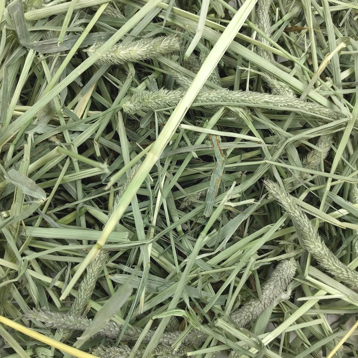 Western Timothy Hay, Guinea Pig Hay, Small Pet Bunny Supplies, All Natural Grass for Guinea Pig, Bunny, Chinchilla & Hamster,  Rabbit Supplies for Bunnies, 9 Lb Box |  Timothy Hay, Bunny Hay for Rabbits, Guinea Pigs, Bunnies and Chinchillas, Hand-Sorted, De-Dusted, Made in USA