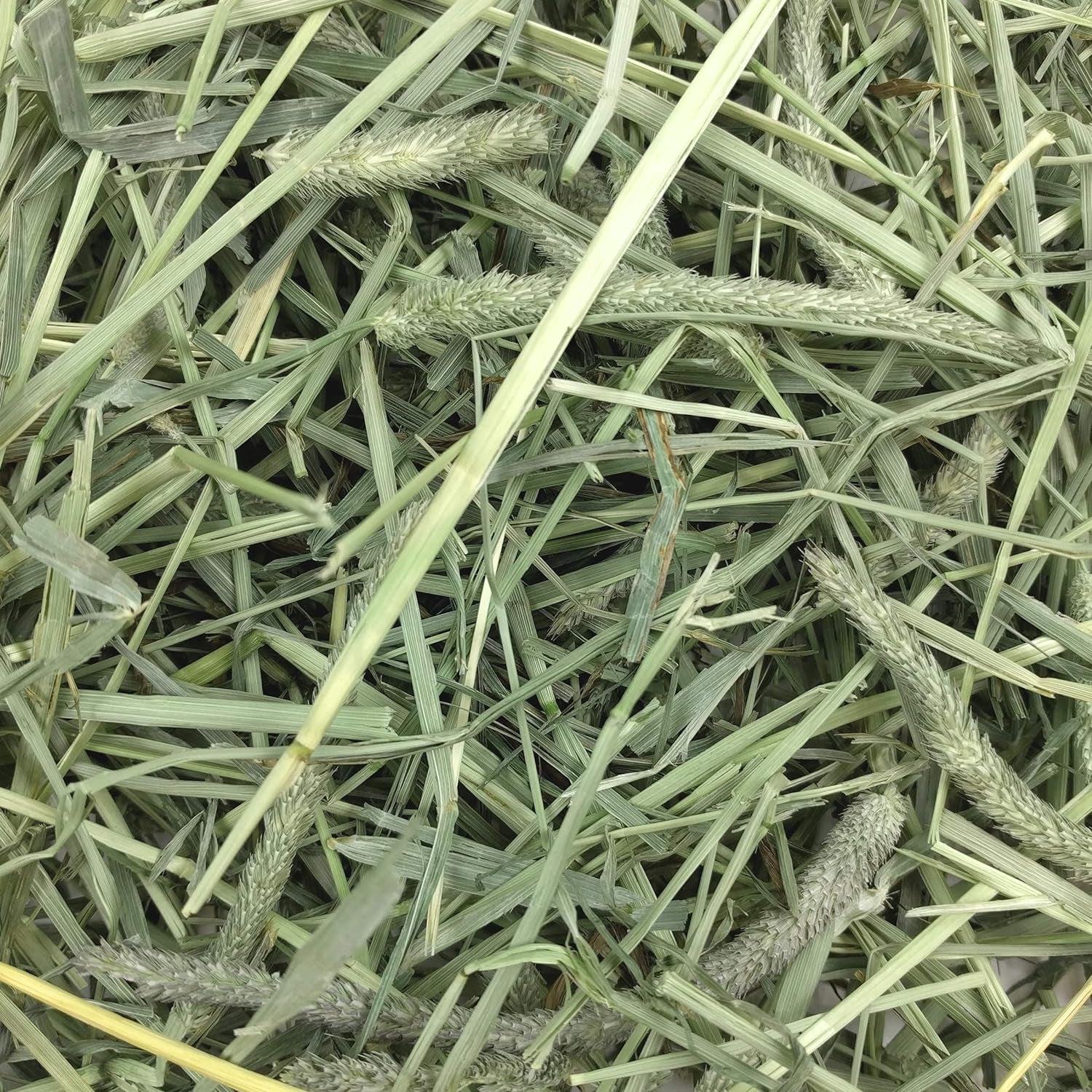 Western Timothy Hay, Guinea Pig Hay, Small Pet Bunny Supplies, All Natural Grass for Guinea Pig, Bunny, Chinchilla & Hamster,  Rabbit Supplies for Bunnies, 9 Lb Box |  Timothy Hay, Bunny Hay for Rabbits, Guinea Pigs, Bunnies and Chinchillas, Hand-Sorted, De-Dusted, Made in USA