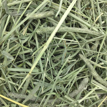 Western Timothy Hay, Guinea Pig Hay, Small Pet Bunny Supplies, All Natural Grass for Guinea Pig, Bunny, Chinchilla & Hamster,  Rabbit Supplies for Bunnies, 9 Lb Box |  Timothy Hay, Bunny Hay for Rabbits, Guinea Pigs, Bunnies and Chinchillas, Hand-Sorted, De-Dusted, Made in USA