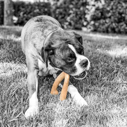 Wishbone Barkbone Nylon Chew Toy, Peanut Butter Flavor, 5.38 in | for Aggressive Chewers, Long Lasting Build, Safe Material for Daily Gnawing, Supports Dental Health, Small Breed Use Today